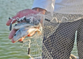 Pelos canais do Rio São Francisco, ao menos três espécies de peixes chegam a lugares onde não existiam