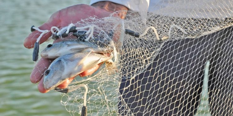 Pelos canais do Rio São Francisco, ao menos três espécies de peixes chegam a lugares onde não existiam