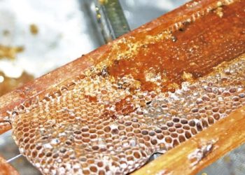 Piauí é o segundo maior exportador de mel do país