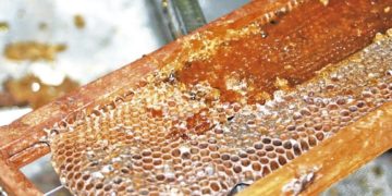 Piauí é o segundo maior exportador de mel do país