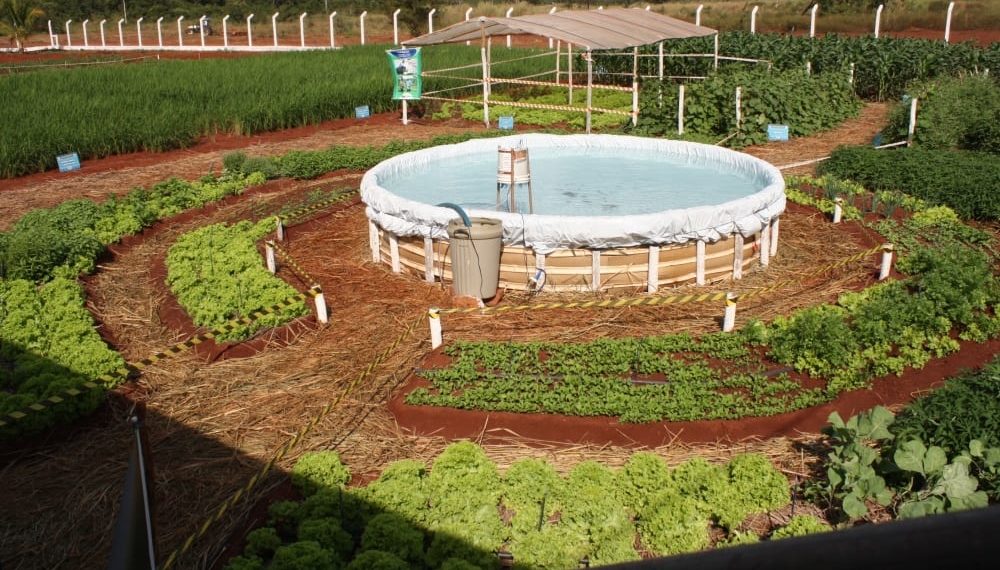 Embrapa lança curso online sobre o Sisteminha