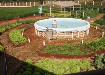 Embrapa lança curso online sobre o Sisteminha