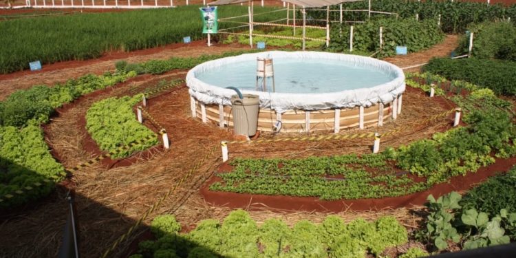 Embrapa lança curso online sobre o Sisteminha