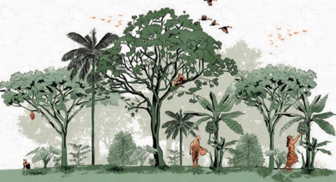 Cartilha gratuita ensina restauração ecológica com sistemas agroflorestais