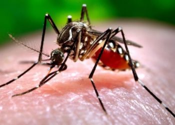 Casos de dengue caem 7,3% no Piauí no primeiro semestre de 2021