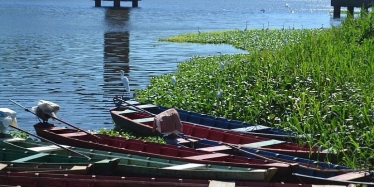 SEMDUH e SAADs iniciam força-tarefa para retirada dos aguapés do Rio Poti