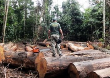 Alertas de desmatamento na Amazônia batem recorde em outubro, aponta Inpe