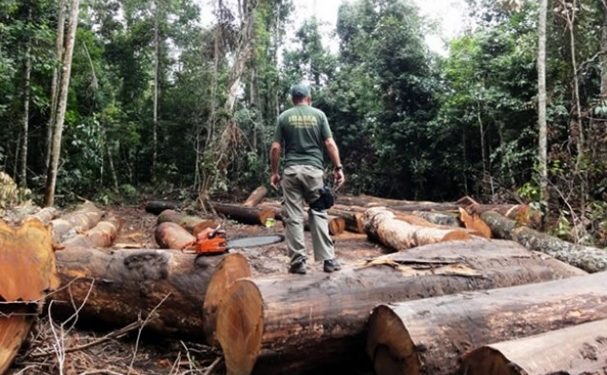 Alertas de desmatamento na Amazônia batem recorde em outubro, aponta Inpe
