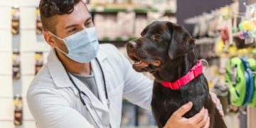 Médico Veterinário ganha espaço no mercado e expande oportunidades de trabalho