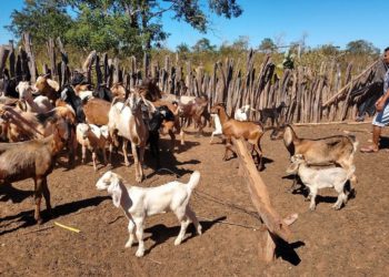 Evento busca valorizar a criação de ovinos e caprinos no Piauí