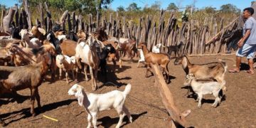 Evento busca valorizar a criação de ovinos e caprinos no Piauí