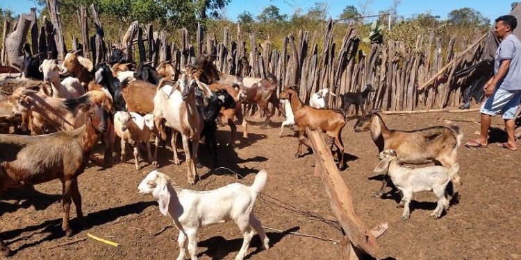 Evento busca valorizar a criação de ovinos e caprinos no Piauí