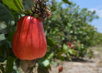 Feira agropecuária busca desenvolver a Cajucultura no semiárido piauiense