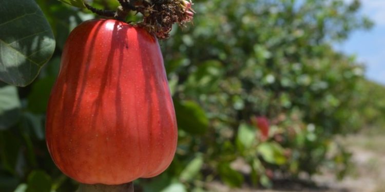 Feira agropecuária busca desenvolver a Cajucultura no semiárido piauiense