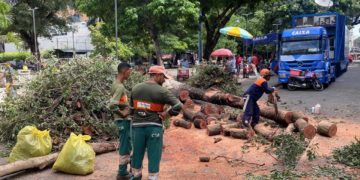Sindilojas cobra a poda de árvores nas praças do Centro da capital