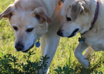 Pets precisam de atenção especial durante período chuvoso