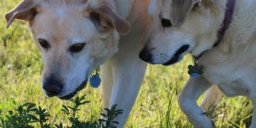 Pets precisam de atenção especial durante período chuvoso