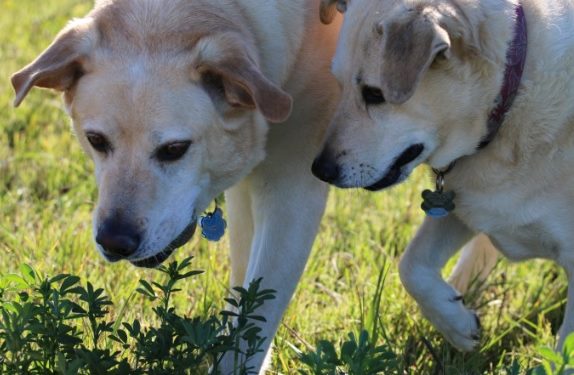 Pets precisam de atenção especial durante período chuvoso