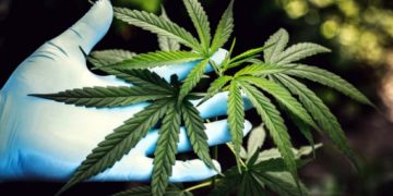 Sancionada lei sobre a distribuição gratuita de remédios derivados da Cannabis