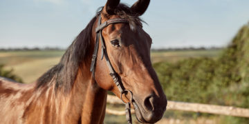 Mercado de equinos movimenta cerca de R$ 30 bilhões por ano no país