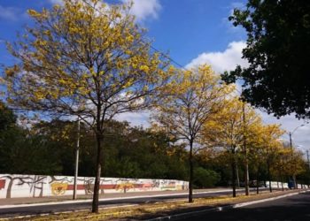 Teresina conquista pela quarta vez o Selo A na Certificação Ambiental