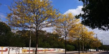 Teresina conquista pela quarta vez o Selo A na Certificação Ambiental