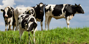 Carrapatos podem causar prejuízo anual de cerca de R$ 13,8 bi na pecuária brasileira