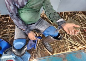 Sete piauienses são resgatados em situação de trabalho escravo em usina em Goiás