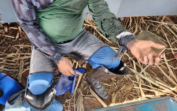 Sete piauienses são resgatados em situação de trabalho escravo em usina em Goiás