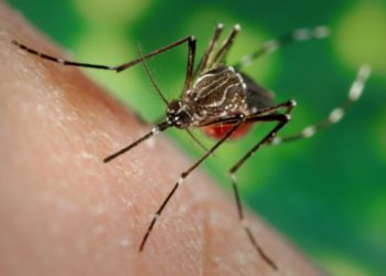 Brasil supera a marca de 2 milhões de casos de dengue em 2024