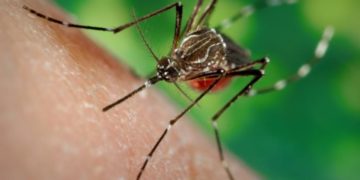 Brasil supera a marca de 2 milhões de casos de dengue em 2024