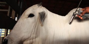 Piauí é reconhecido como zona livre da febre aftosa sem vacinação