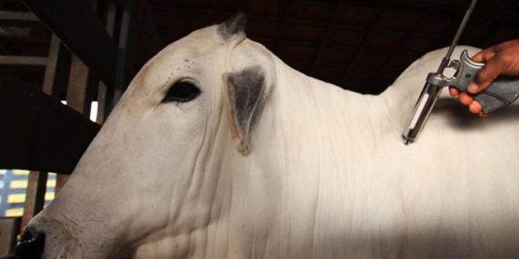 Piauí é reconhecido como zona livre da febre aftosa sem vacinação