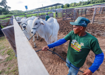 Agropecuária do Piauí registra maior crescimento de empregos formais nos últimos anos, aponta estudo