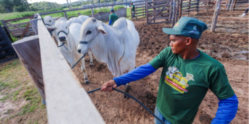 Agropecuária do Piauí registra maior crescimento de empregos formais nos últimos anos, aponta estudo