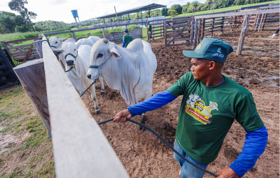Agropecuária do Piauí registra maior crescimento de empregos formais nos últimos anos, aponta estudo