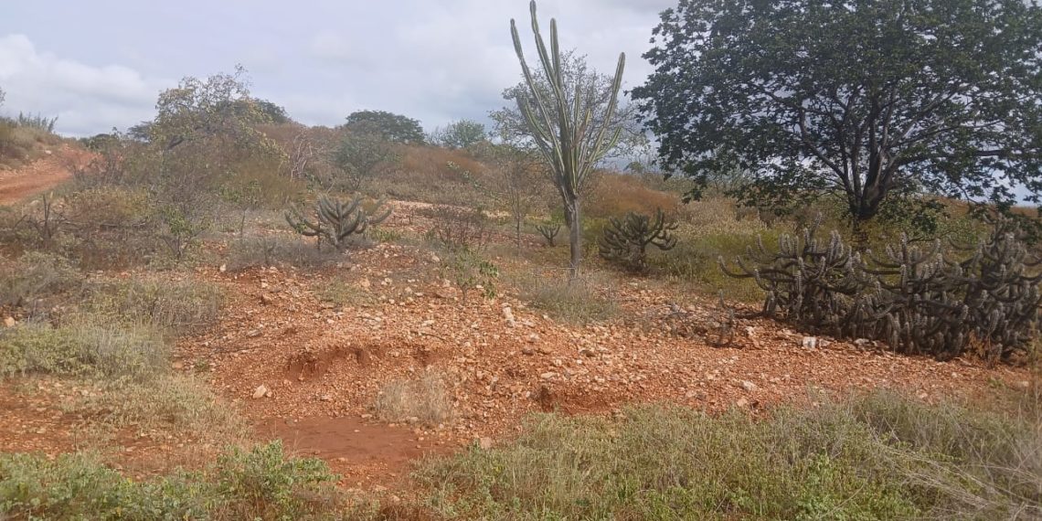 127 municípios piauienses enfrentam seca verde