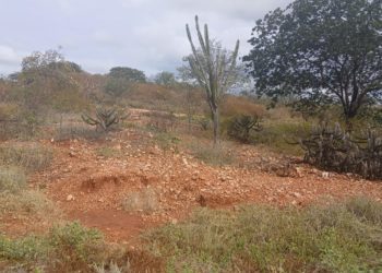 127 municípios piauienses enfrentam seca verde