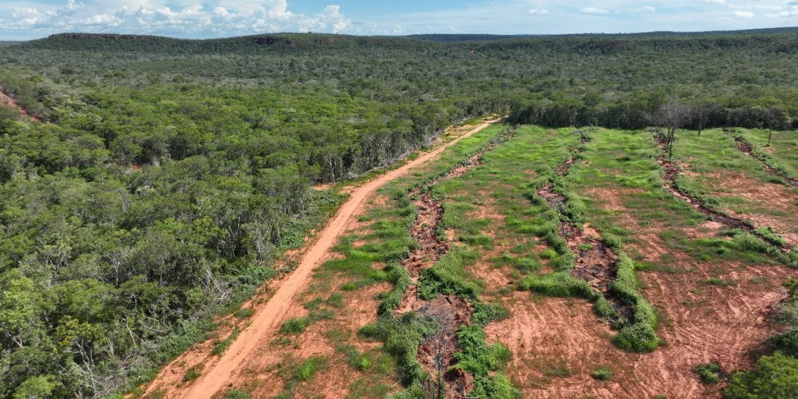 Piauí reduz mais de 12% o desmatamento ilegal em 2024, aponta MapBiomas