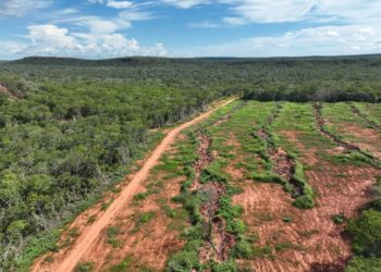 Piauí reduz mais de 12% o desmatamento ilegal em 2024, aponta MapBiomas