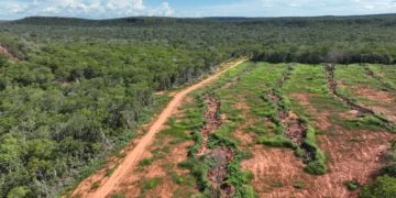 Piauí reduz mais de 12% o desmatamento ilegal em 2024, aponta MapBiomas