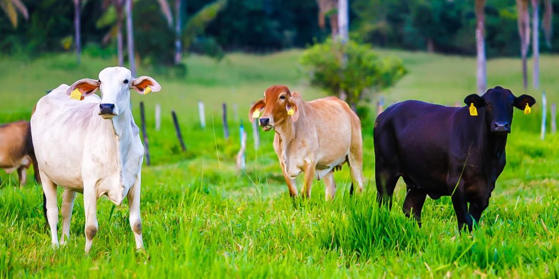 Piauí conquista oficialmente o certificado de zona livre de febre aftosa sem vacinação