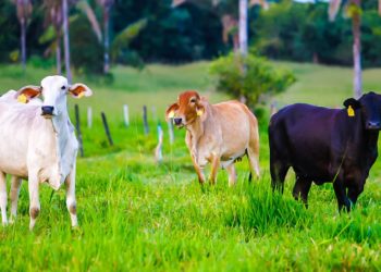 Piauí conquista oficialmente o certificado de zona livre de febre aftosa sem vacinação